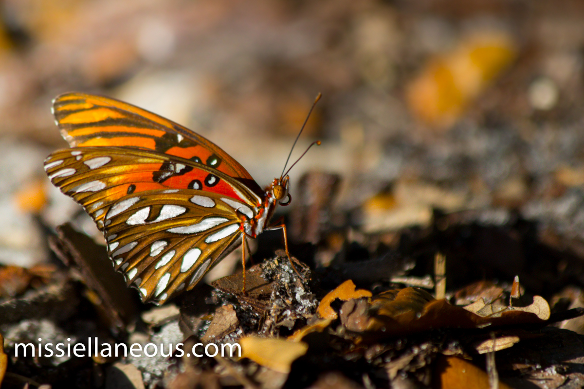 Gulf Fritillary Butterfly